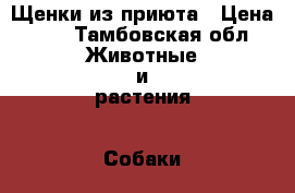 Щенки из приюта › Цена ­ 1 - Тамбовская обл. Животные и растения » Собаки   . Тамбовская обл.